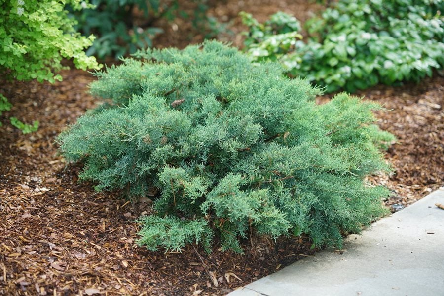 Image of Juniper evergreen bush