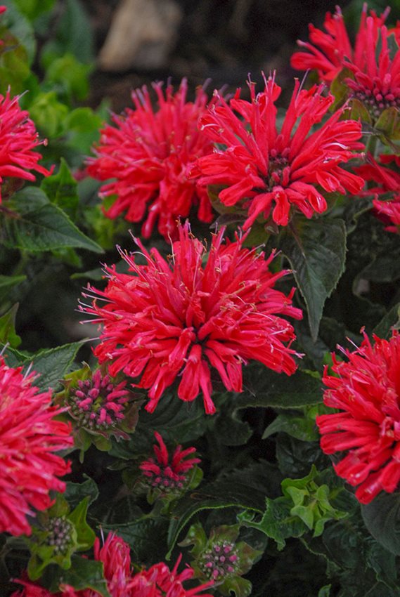 Vistaric Red Ruby Monarda Bee Balm Flower Seeds - 25+ Seeds, Deer Resistant & Drought Tolerant Perennial