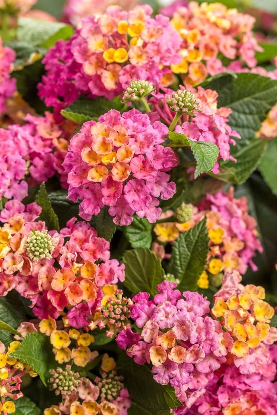 7 Reasons For Lantana Leaves Turning Yellow 