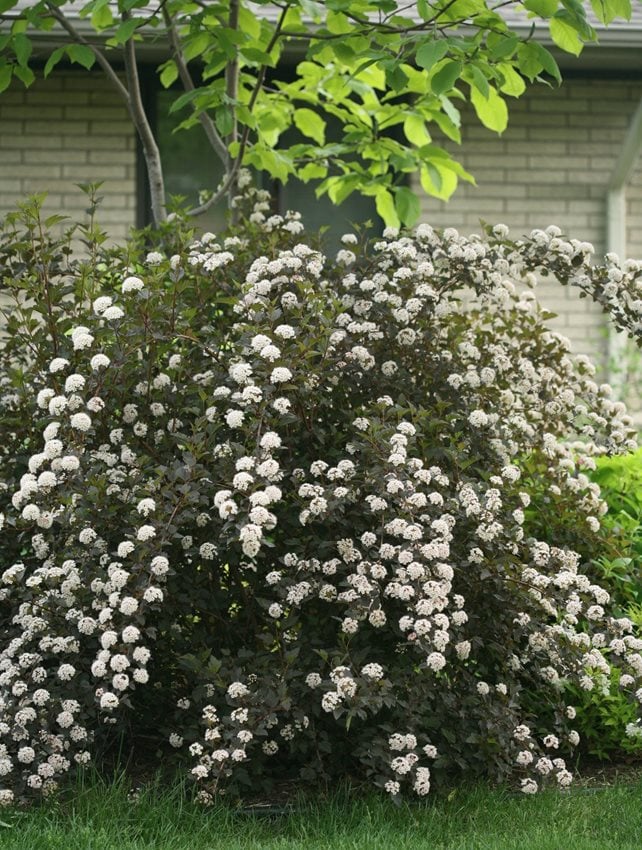 Image of Row of diabolo ninebark shrubs planted in a garden