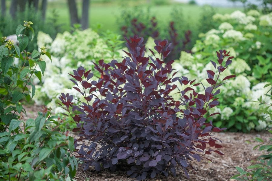 Image of Smoke bush tree in a woodland garden