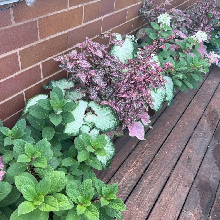 Shade Plant Containers
"Dream Team's" Portland Garden
Garden Design
Calimesa, CA