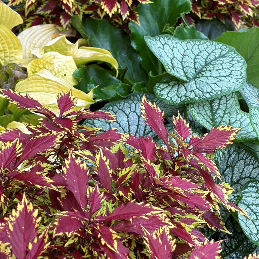 Coleus And Brunnera
"Dream Team's" Portland Garden
Garden Design
Calimesa, CA