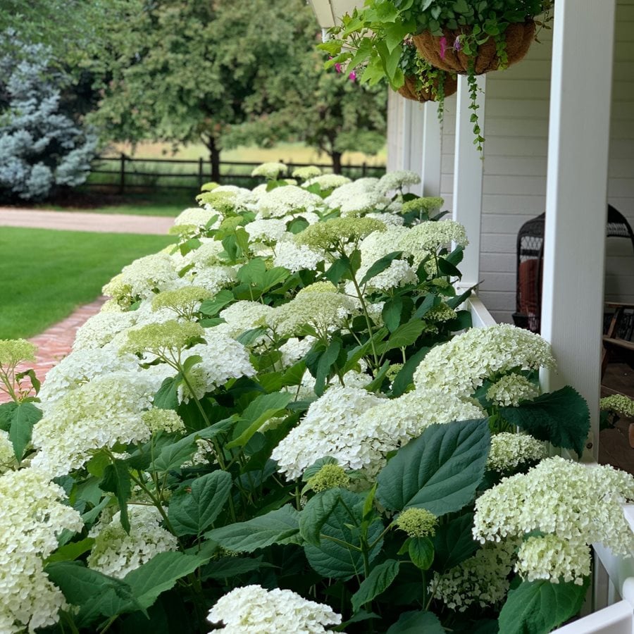 Incrediball Hydrangeas
"Dream Team's" Portland Garden
Garden Design
Calimesa, CA