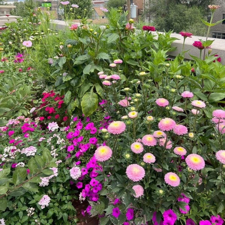 Zinnias And Petunias
"Dream Team's" Portland Garden
Garden Design
Calimesa, CA