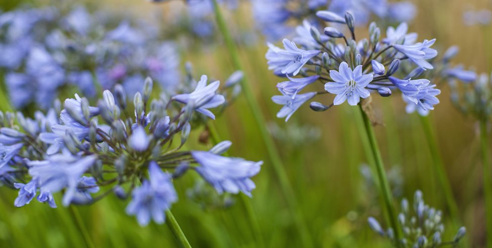 Agapanthus, Purple Flower
Garden Design
Calimesa, CA