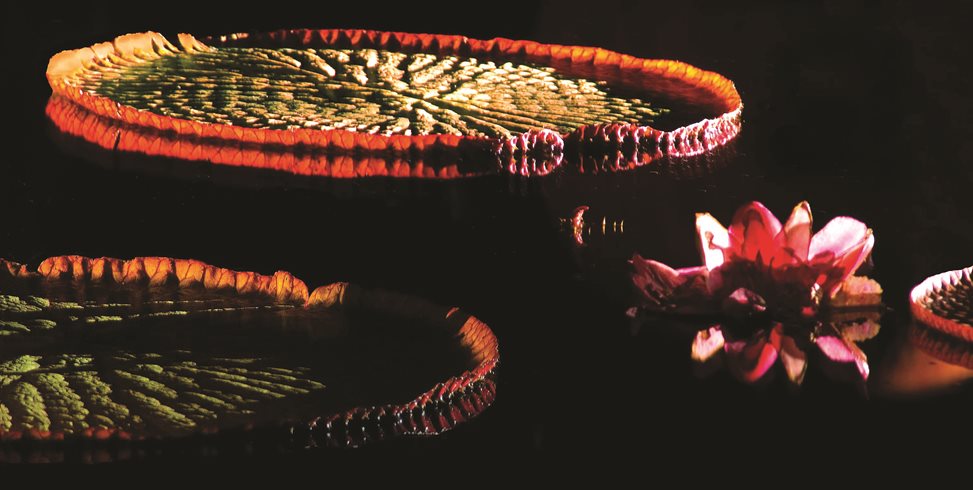 Giant Water Lily, Fairchild Tropical Botanic Garden
Linda Rutenberg