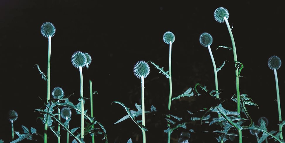 Globe Thistle, Redford Gardens
Linda Rutenberg