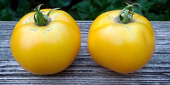 Lemon Boy Tomato, Yellow Tomato
Garden Design
Calimesa, CA