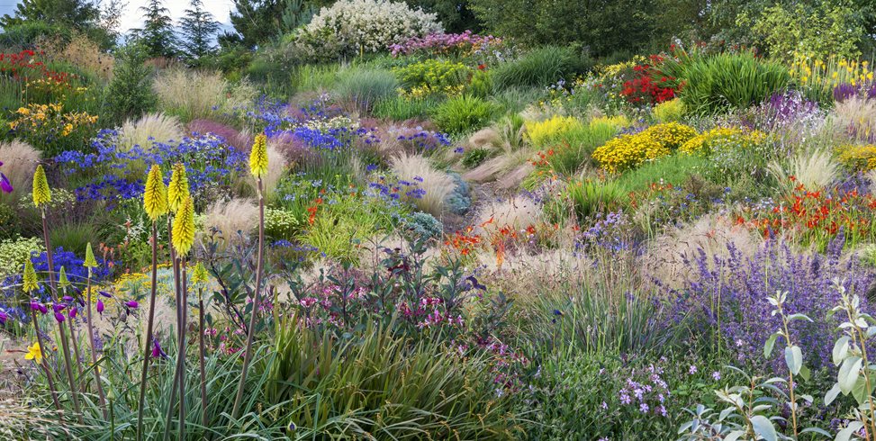 Kniphofia In Garden, Yellow Flower
Garden Design
Calimesa, CA