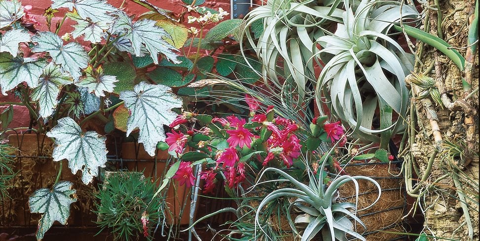 Small Garden, Vertical Garden, Begonias, Air Plants
William Morrow Garden Design
Washington D.C.,