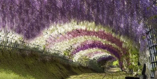 Wisteria Tunnel 
Garden Design
Calimesa, CA