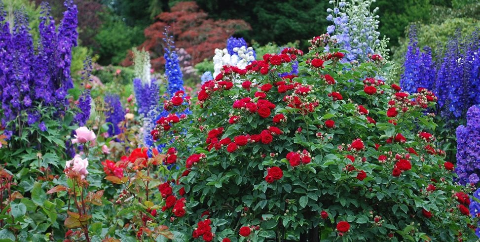 How To Start a Flower Garden 