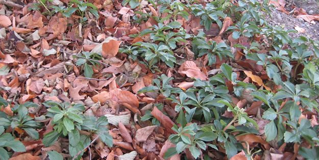 Garden Mulch Ideas garden landscaping Leaves As Mulch Garden Design Calimesa Ca Garden Mulch Ideas garden landscaping Leaves As Mulch Garden Design Calimesa Ca