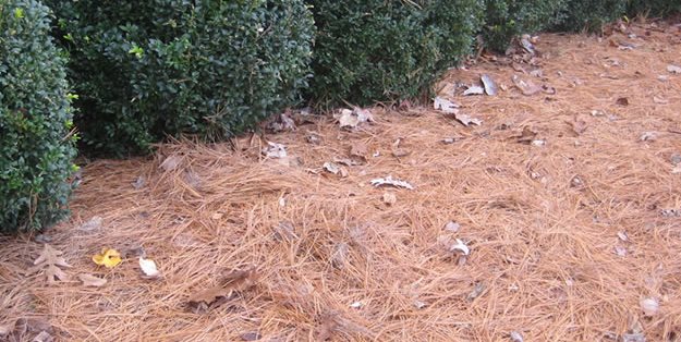 Garden Mulch How To Garden Design