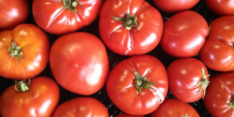 Tomato Gardening Tips For Epic Tomatoes Garden Design Tomato Gardening Tips For Epic Tomatoes Garden Design