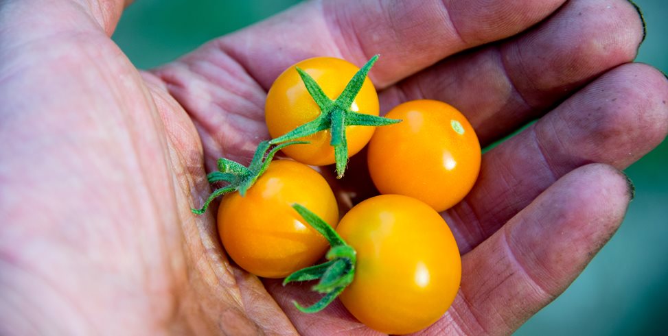 Sun Gold Tomatoes, Yellow Cherry Tomatoes
Garden Design
Calimesa, CA