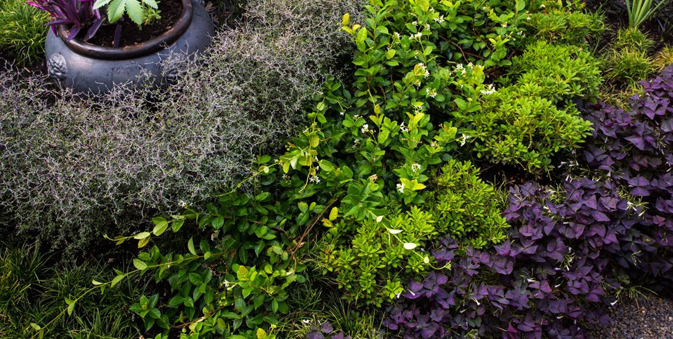 Layered Hedges, Matte Black Pot
Lillyvilla Gardens
Portland, OR