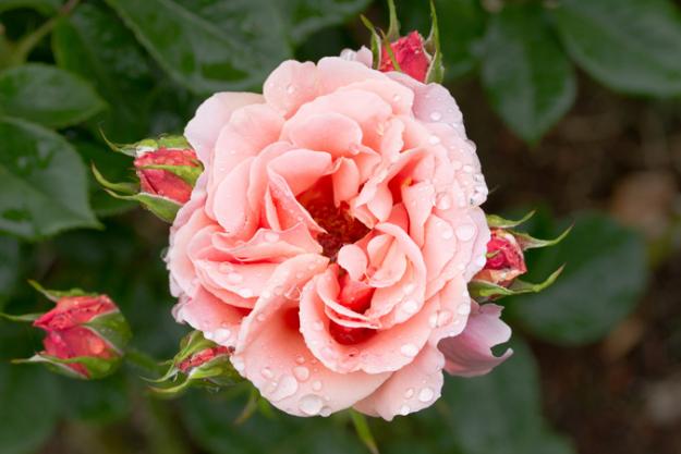 Grandiflora rose 'Catalina' | Rose garden portland, Rose, Garden design