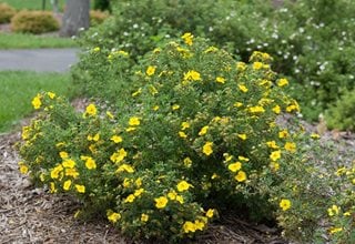 Happy Face Yellow Potentilla, Cinquefoil, Flowering Shrub
Proven Winners
Sycamore, IL